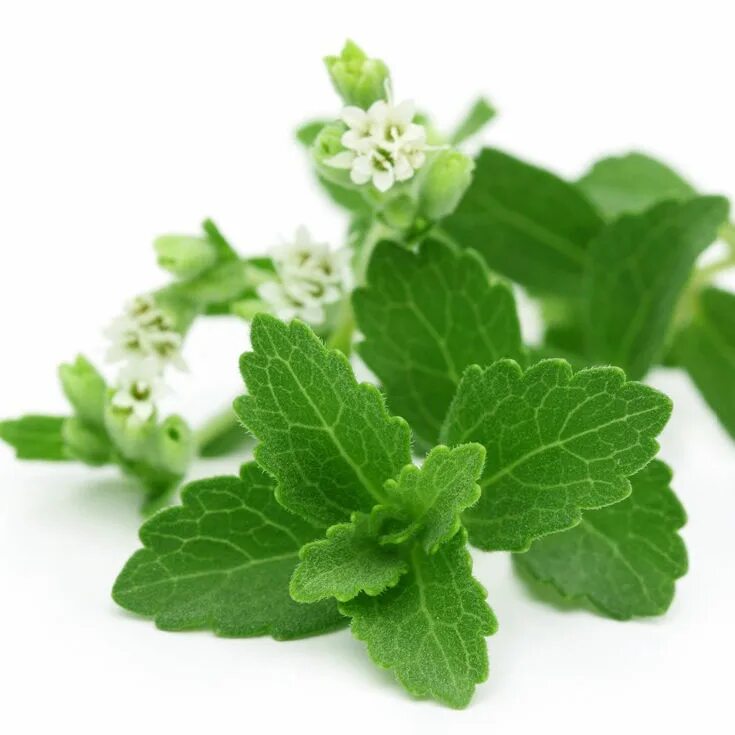 Stevia rebaudiana. Стевия листик. Пачули без фона. Пачули на прозрачном фоне.