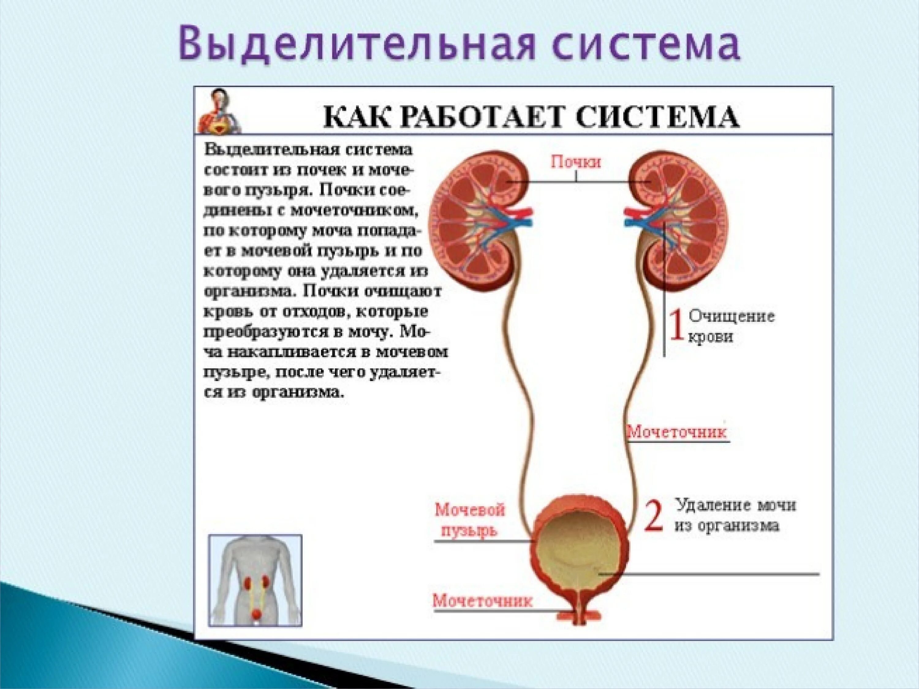 Выделительная система человека строение почки. Выделительная системам организма 3 класс. Выделительная система человека схема 3 класс окружающий мир. Функции выделительной системы в организме человека.