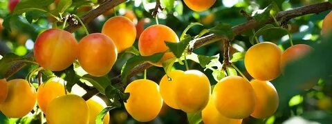 Слива медовая опылители описание сорта