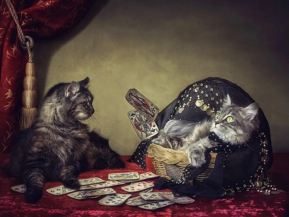 Кот гадает. Кошка гадалка. кошка предсказательница. кот гадает на таро.