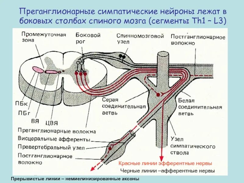 Пр е и ход. Постганглионарные волокна симпатической нервной системы. Преганглионарные Нейроны симпатической системы. Тела преганглионарных нейронов парасимпатической нервной системы. Короткие преганглионарные нервные волокна.