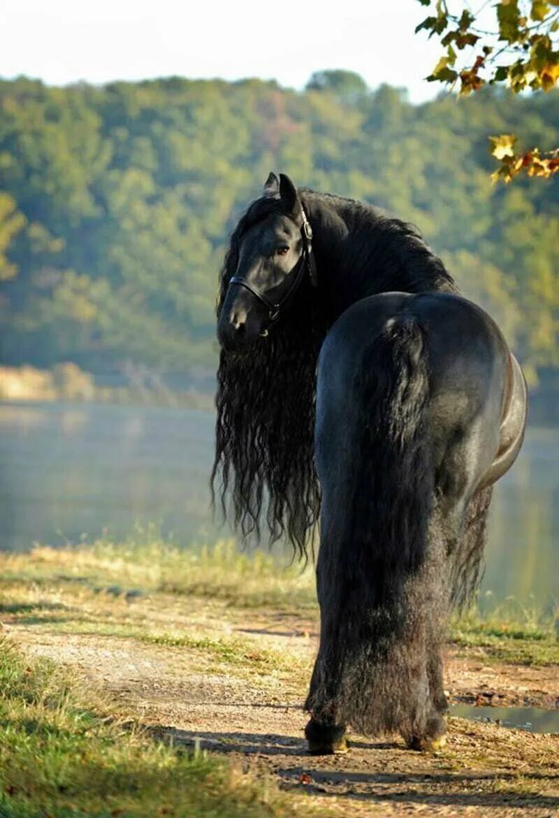 Фредерик Великий Фризская лошадь. Фриз Фризская лошадь. Эта лошадь красива и своенравна