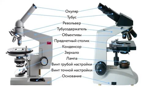 Микроскоп строение и описание 5 класс