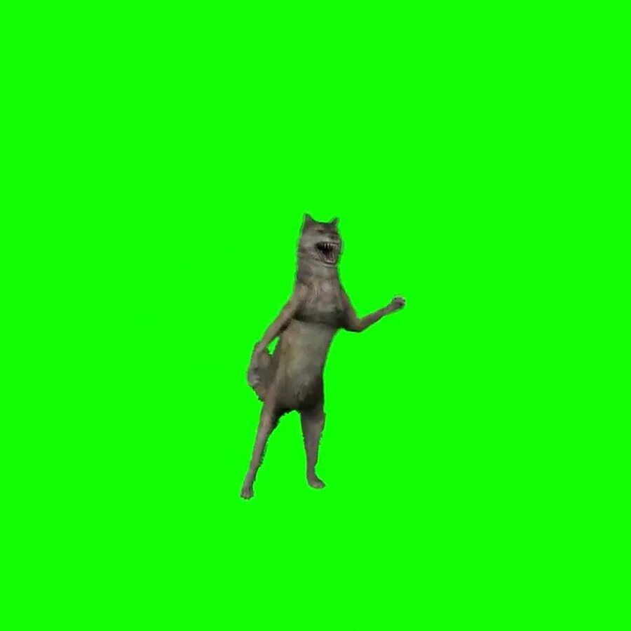 Танцующие коты хромакей