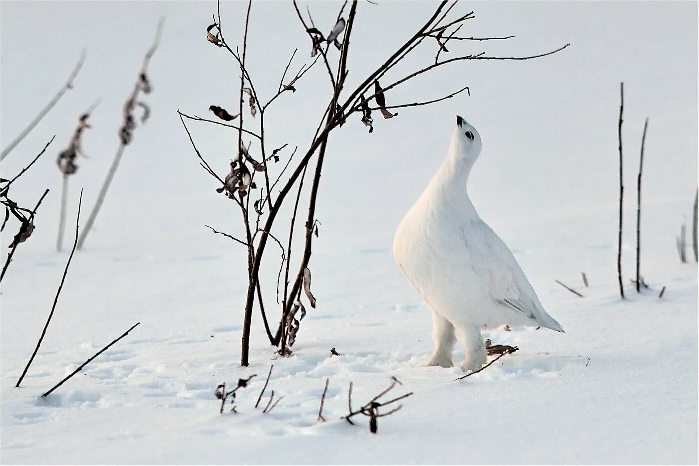 Птицы на севере весной. Белая куропатка в тундре. Белая Полярная куропатка. Куропатка Северная белая. Белая куропатка в Арктике.
