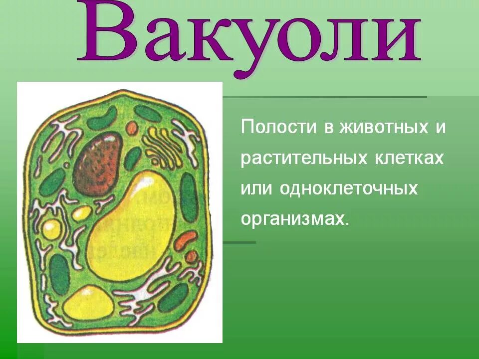 Вакуоли растительных клеток строение. Вакуоль растительной клетки. Клетках раститеная вакуоли. Функции вакуолей в растительной клетке.