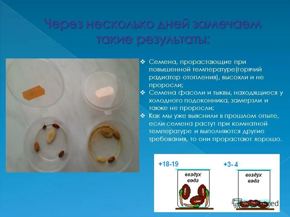 Биология 6 класс прорастание семян вопросы. Прорастание семян. Прорастание семян тыквы. Семена тыквы прорастание семян. Семена фасоли, тыквы.