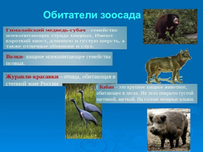 Произведение кабан 4 класс. Обитатели зоосада список животных. Рассказ об обитателей зоосада. Сообщение про обитателей зоосада. Чарушин кабан обитатели зоосада.