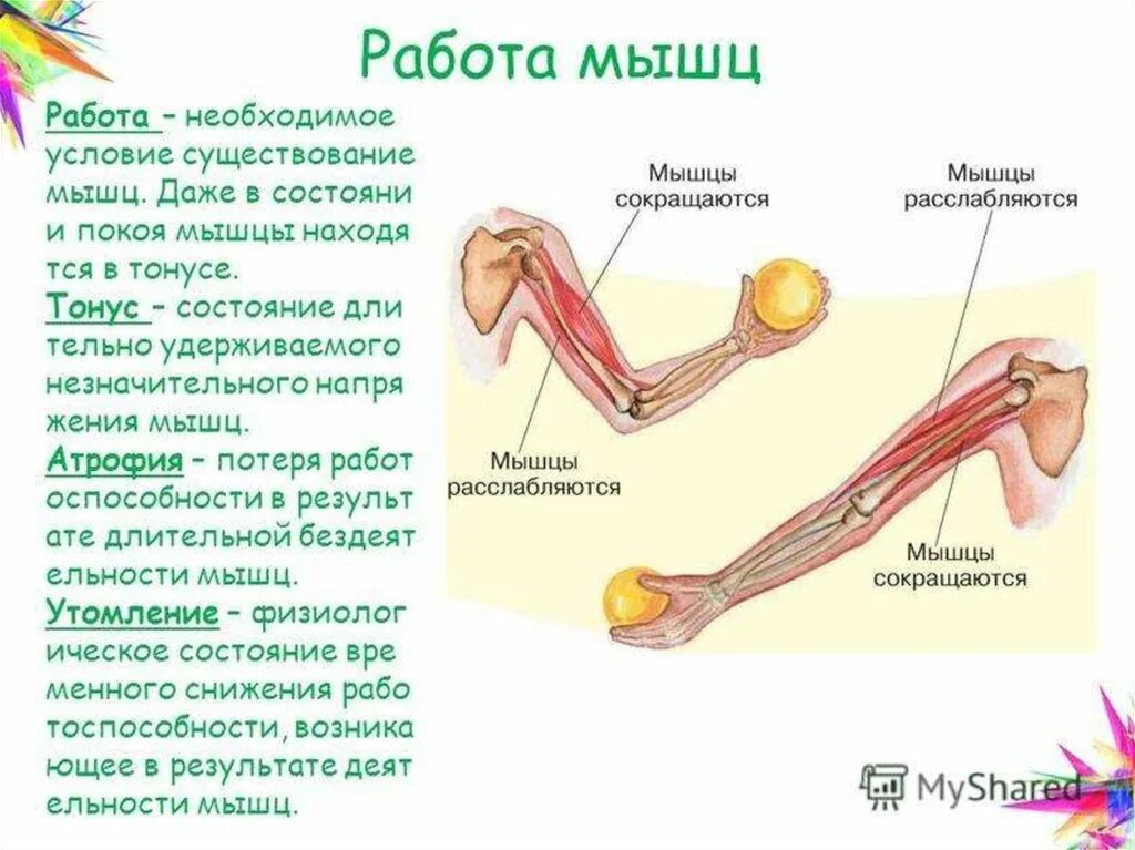 Основные работы мышц