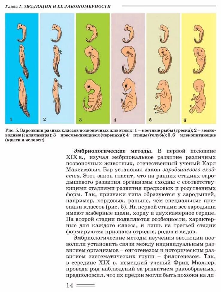 Зародыши позвоночных. Зародыши разных классов. Зародыши позвоночных животных разделы. Что изучают в 11 классе по биологии.