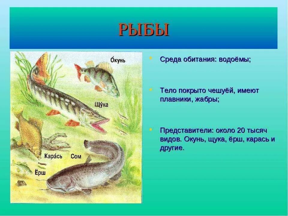 Рыбы обитатели среды. Среда обитания рыб. Среда обитания щуки. Обитатели пресных водоемов щука. Среда обитания речного окуня.