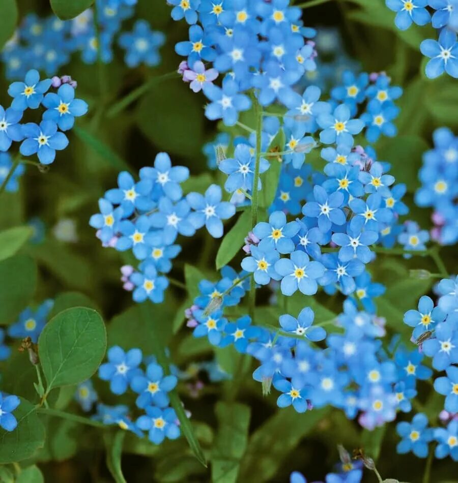 Где растет голубой цветок. Незабудка Альпийская смесь. Незабудка Альпийская Лесная Полянка. Незабудка крупноцветковая. Незабудка Альпийская цветение.