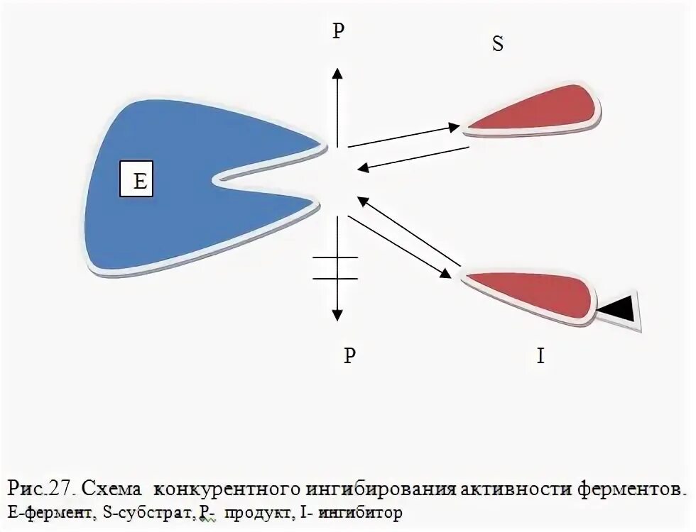 Конкурентное ингибирование ферментативной реакции. Определение ki для конкурентного ингибирования. субстратное ингибирование примеры в медицине.