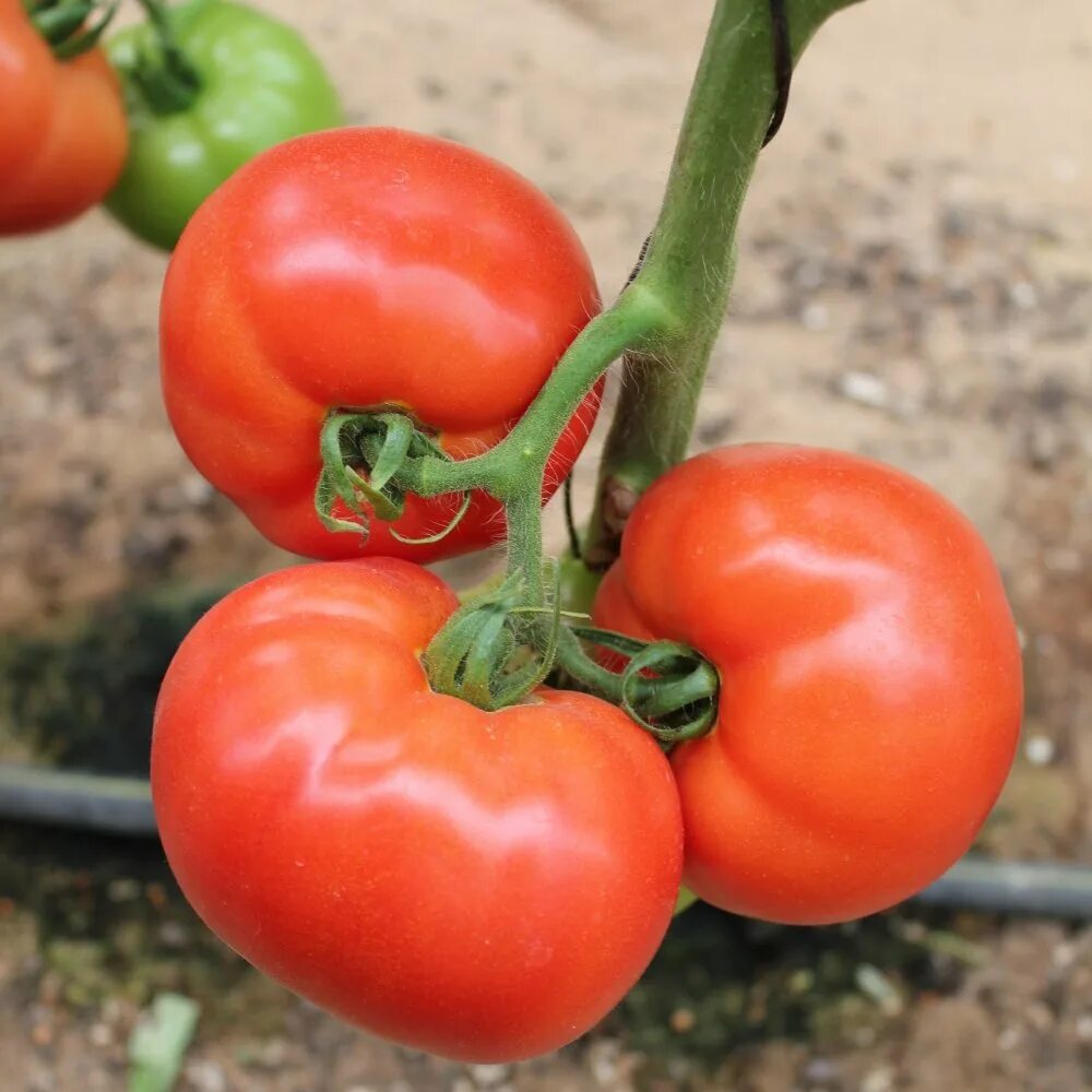 Семена томатов королева. Кохава f1 томат. Томат Стрега Семко. Томат Тверия f1. Томат Королева f1.
