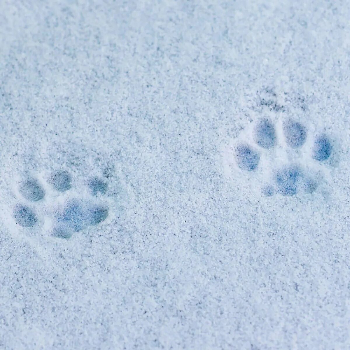 Кошачьи следы на снегу. Следы кота на снегу. Следы на снегу щенка. Следы собаки на снегу. Лапка на снегу
