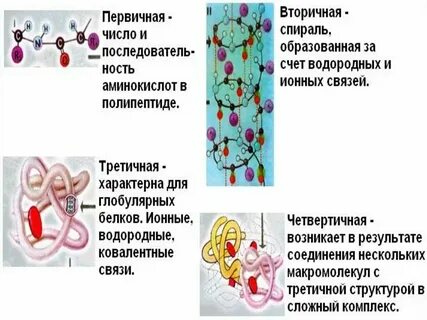 Католическая функция белков