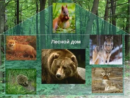 Животные леса окружающий мир