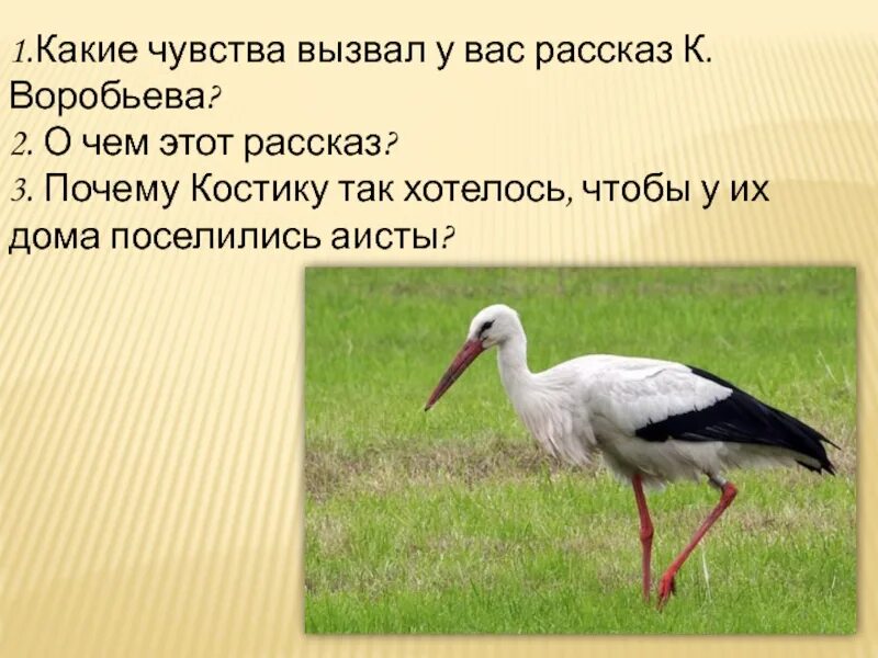 У кого поселяются Аисты. У кого поселяются Аисты Воробьев. Воробьев рассказ у кого поселяются Аисты. Рассказ про аиста. План текста аист у многих народов считается