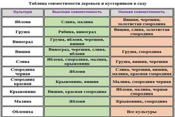 Крыжовник и смородина рядом можно сажать. Таблица совместимости плодовых деревьев и кустарников. Совместимость плодовых деревьев и кустарников в саду. Совместимость плодовых кустарников в саду таблица. Таблица соседства плодовых деревьев.