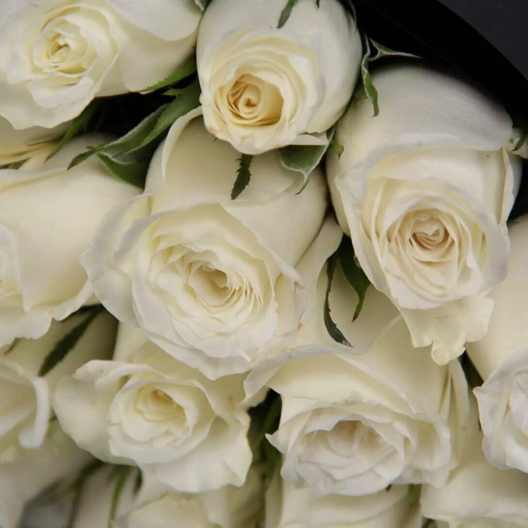 Белые розы смысл. Букет белых роз. Белые розы много. Красивый большой букет белых роз. Реальный букет белых роз.