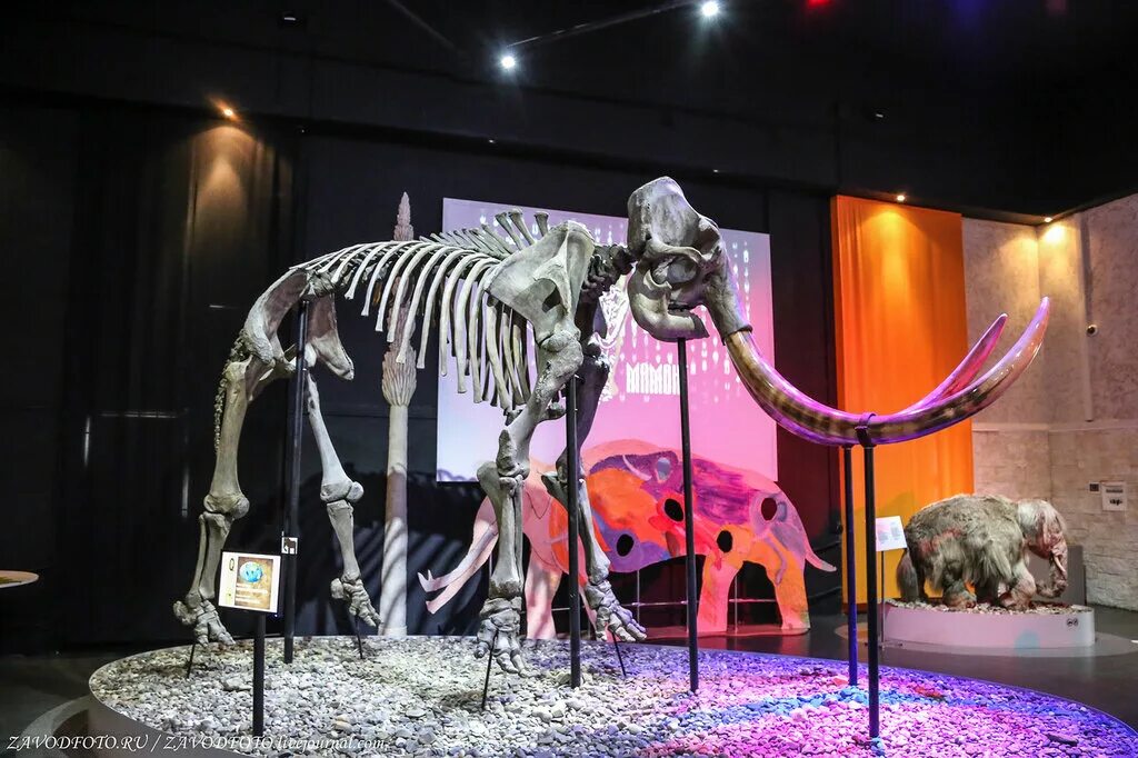музей пермских древностей в перми. экспозиция музея древности пермь. музей пермских древностей официальный сайт. краеведческий музей пермь мамонт. краеведческий музей пермь мамонт.