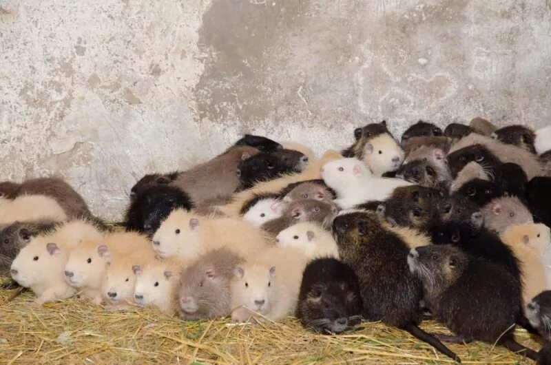 Львиный прайд. Животные и их разведение. Сельскохозяйственные животные. Животные и их разведение. Каких животных разводят.