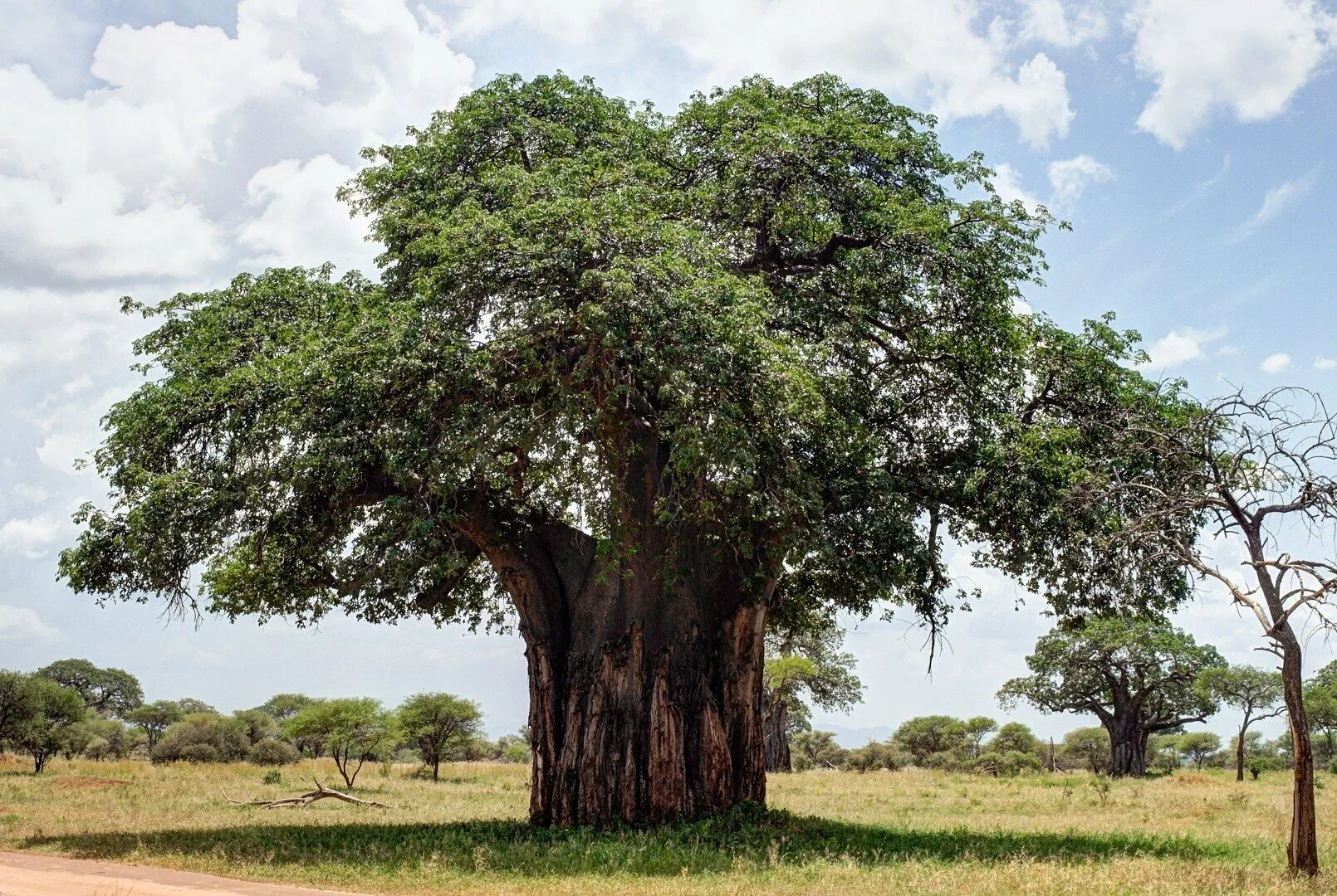 Ба баб. Баобаб (Адансония пальчатая. Баобаб в саванне Африки. Adansonia digitata баобаб Адансония пальчатая. Дерево в Африке баобаб.