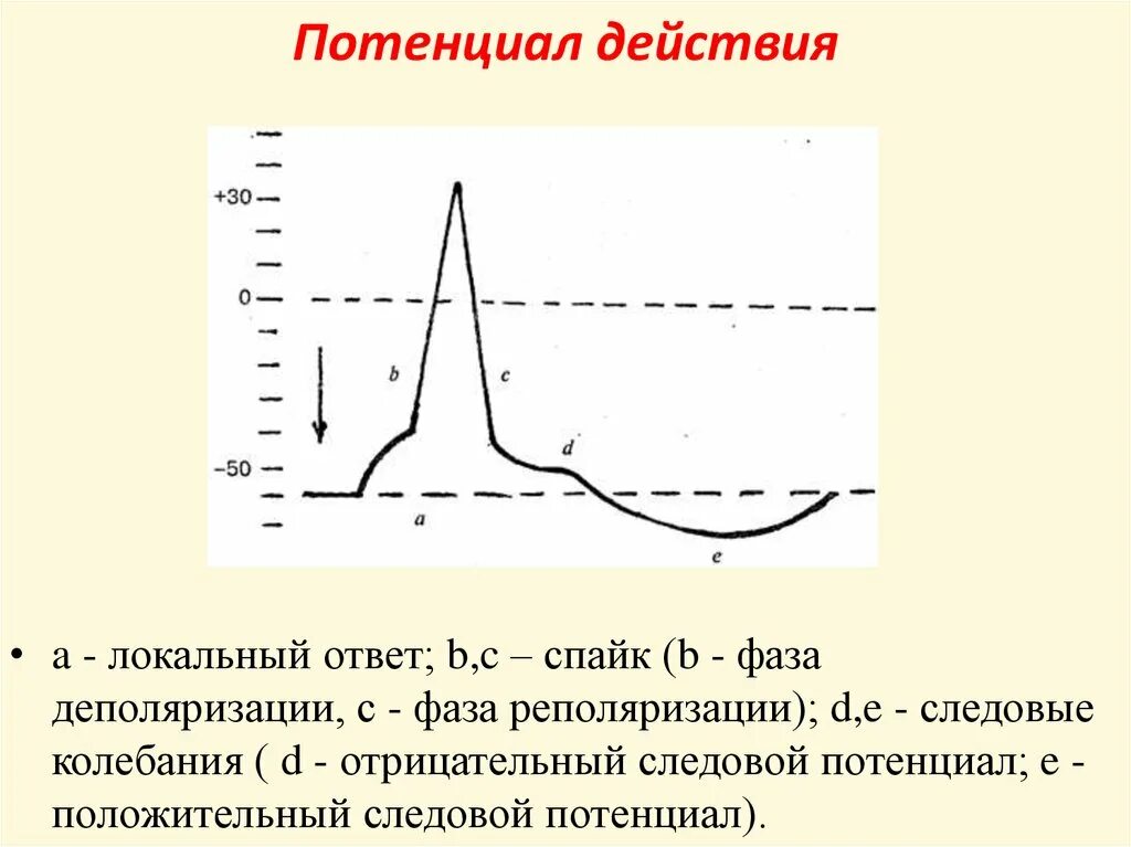 Потенциал действия физиология это. Фаза реверсии потенциала действия. Потенциала действия график схема. Фазы потенциала действия физиология график. Фазы потенциала действия таблица.