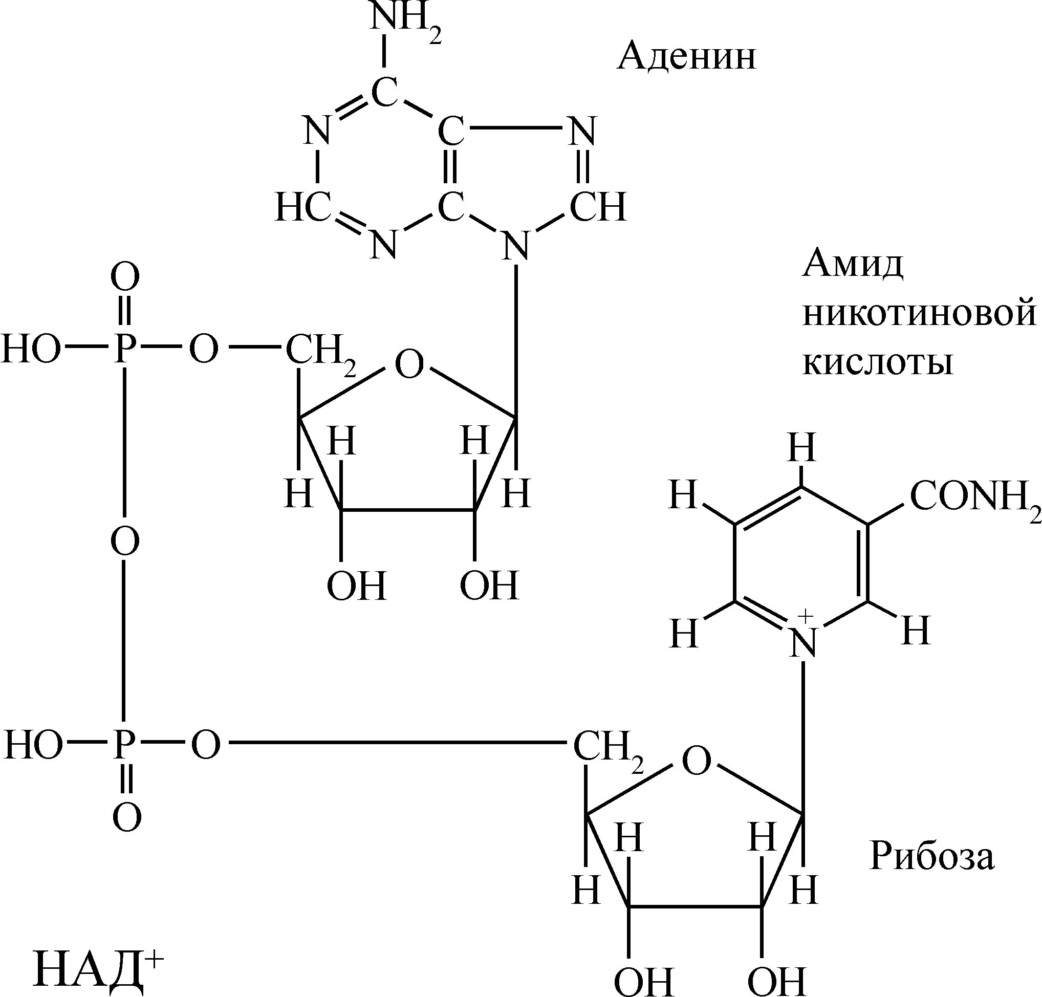 Никотинамид аденин динуклеотид фосфат. НАДФ формула биохимия. Над и НАДФ формулы. Строение над+.