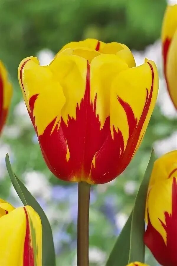 Сайт tulip