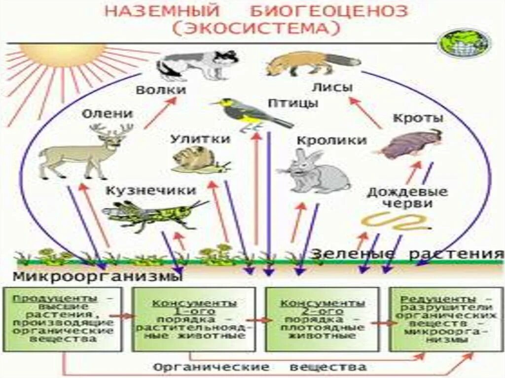 Приведи пример пищевых связей аквариума. Пищевая сеть наземной экосистемы. Цепи и сети питания. Цепь питания сеть питания. Цепь питания наземной экосистемы.