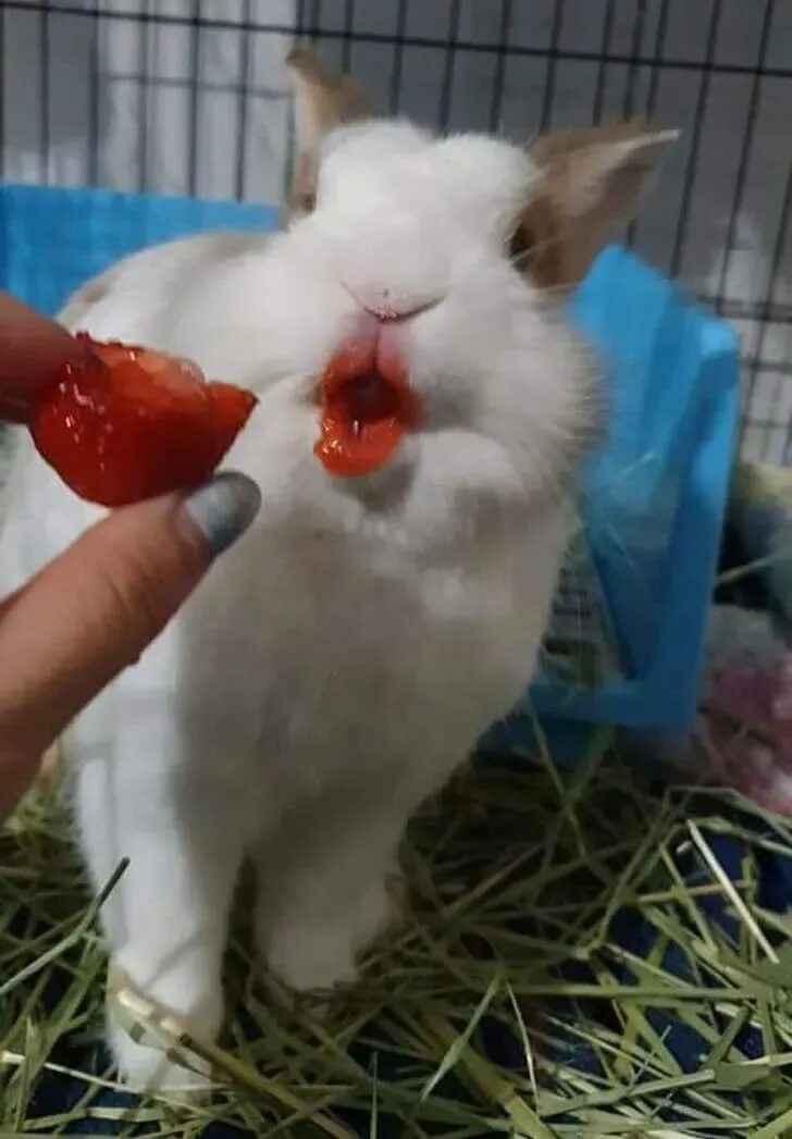 Можно ли кроликам клубнику. Белый кролик ест клубнику. Кролик кушает.