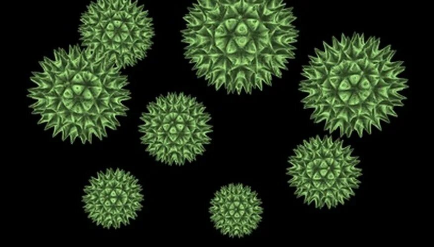 What is the virus