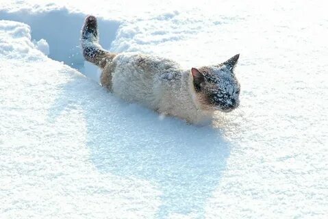 Кот иней
