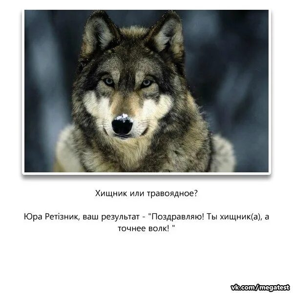 Какой ты зверь. Какой ты зверь. Какой я зверь. В каждом из нас таится свой зверь узнай кто живет в тебе. Тест на по что ты какой зверь.