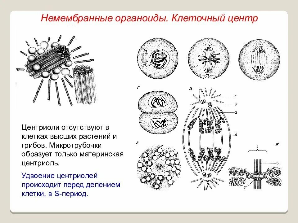 Клеточный центр отсутствует. Немембранные клеточные органоиды. Немембранные клетки клеточный центр. Немембранные органоиды клеточный центр. Мембранные не мембранные органоиды клетки.