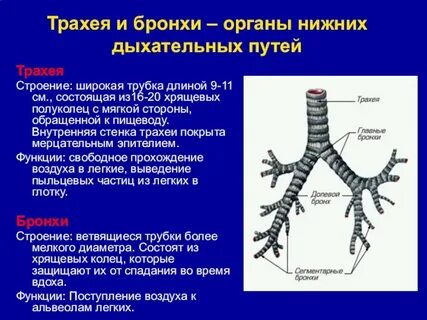 Органы дыхания хрящевых