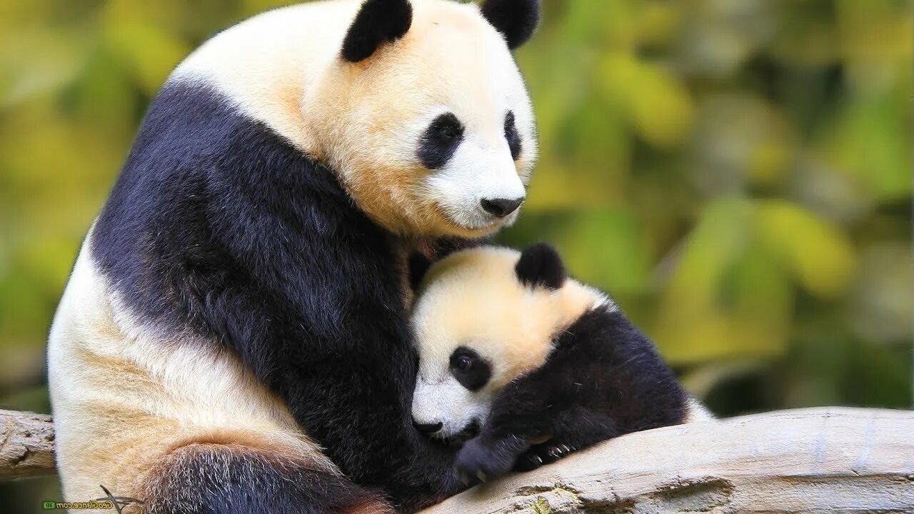 Pandas r