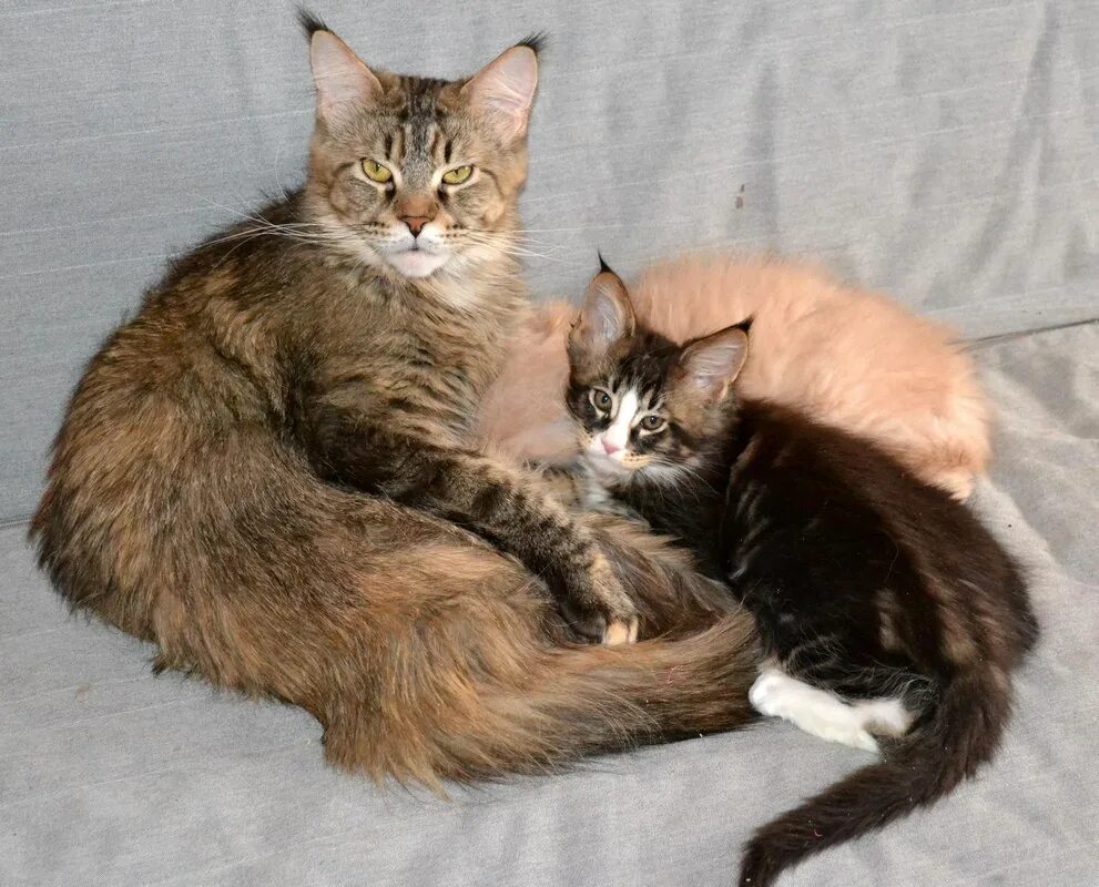 котята мейн кун и обычной кошки.