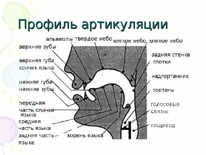 Артикуляцией называется. Профиль органов артикуляционного аппарата. Строение речевого аппарата альвеолы. Схема артикуляционного аппарата. Профиль органов артикуляции схема.