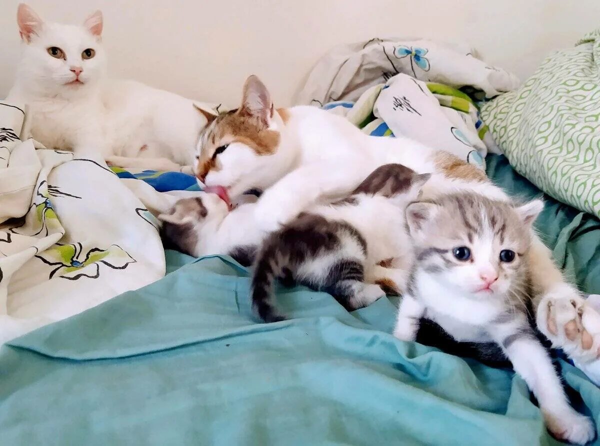 К чему снится рожающая кошка. К чему снится рожающая кошка