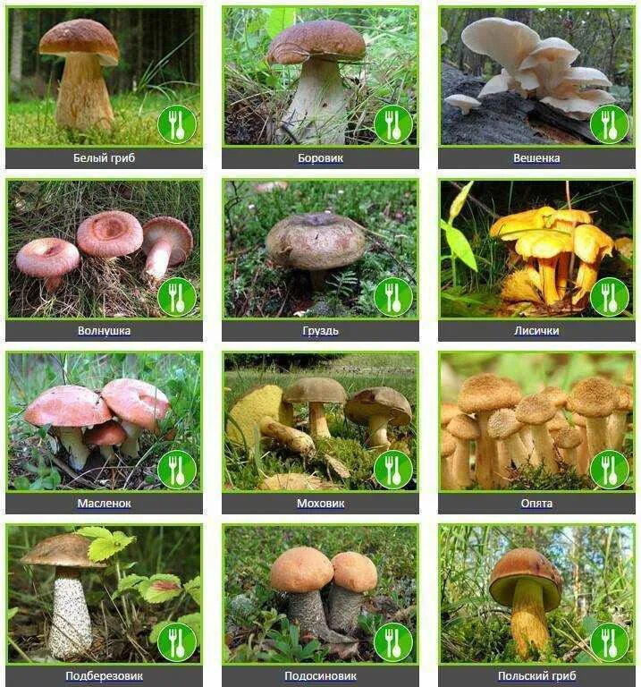 Название некоторых грибов