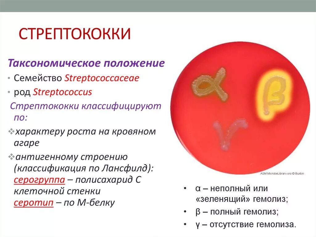 Стрептококковая инфекция. Стрептококковые заболевания. Стрептококков вызываемые заболевания. Инфекции вызываемые стрептококками.