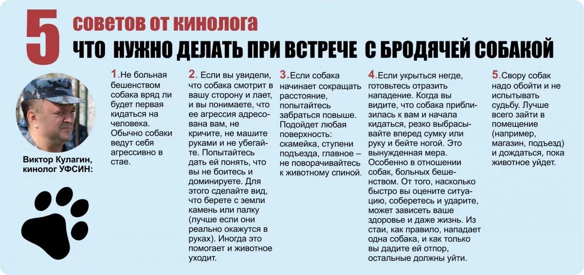 Что делать при нападении. Памятка при встрече с бродячими собаками. Правила поведения при встрече с бездомной собакой. Памятка при встрече с бездомными собаками. Памятка что делать при встрече с бездомной собакой.