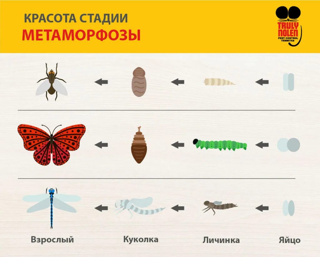 Метаморфоз это превращение. Метаморфоз насекомых. Стадии Метаморфоза насекомых. Стадии превращения насекомых. Этапы метаморфоз клопа.