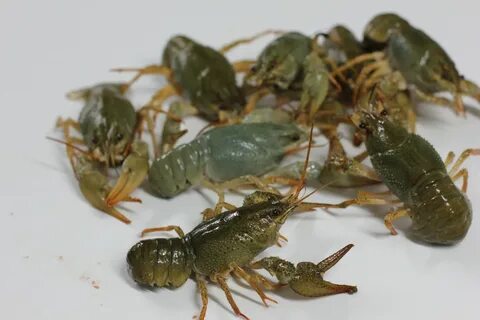Раки рядом
