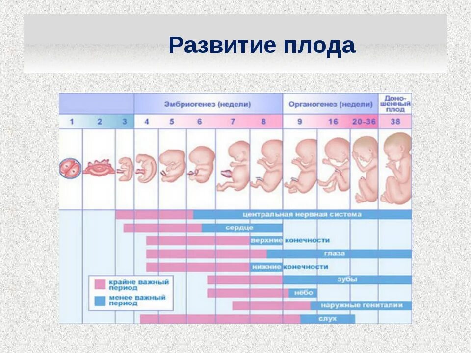 Как выглядит плод на 2-3 неделе. Беременность 2-3 недели от зачатия признаки беременности. Как выглядит плод при 2 неделях. Как выглядит на 1,2 плод 1-2 неделе. До скольки недель беременности пьют