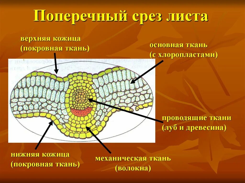 Проводящая ткань листьев. Листа ткани покровная ткань основная ткань механическая ткань. покровная ткань кожица механическая ткань. ткани листа покровная механическая. механическая ткань листа.