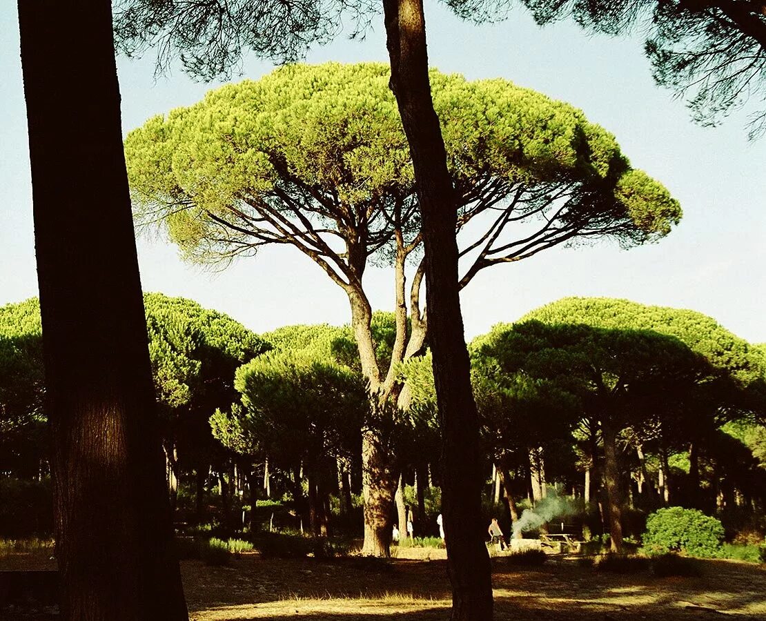 Пиния это. Пиния (Pinus pinea). Сосна итальянская Пиния. Деревья Италии сосна Пиния. Дерево Неаполь Пинья.