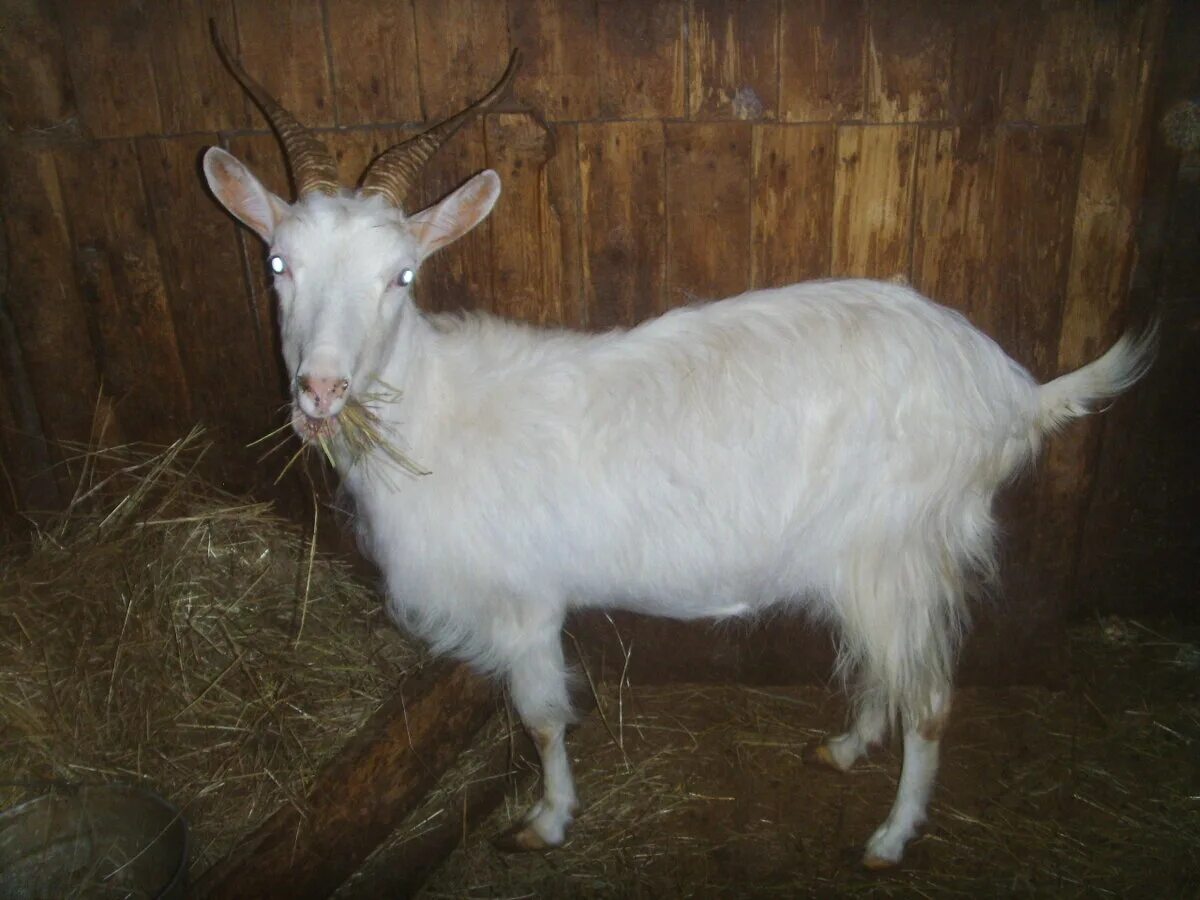 Породы дойных коз. Мегрельская порода коз. Горьковская Мегрельская коза. Альпийская тоггенбургская коза. Зааненская коза.